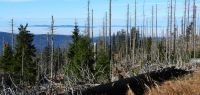 02 tot ist dieser wald nicht - es entsteht neuer wald mit stabileren baeumen